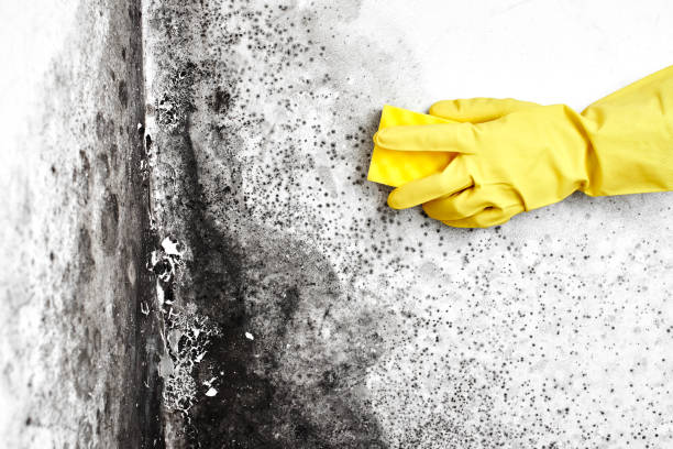 Best Residential Mold Removal  in Sturtevant, WI