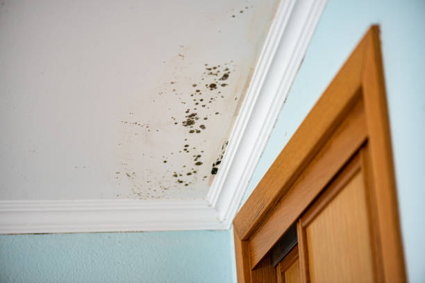 Certified Mold Removal in Sturtevant, WI