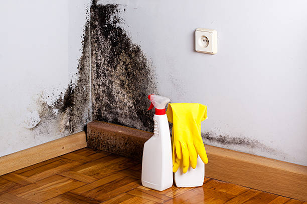 Best Attic Mold Removal  in Sturtevant, WI