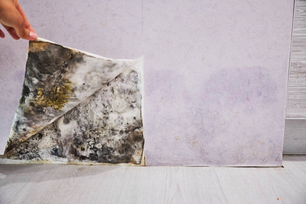 Sturtevant, WI Mold Removal Company